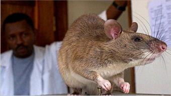 巨型老鼠爆料视频播放下载,播放下载背后的惊人真相  第2张